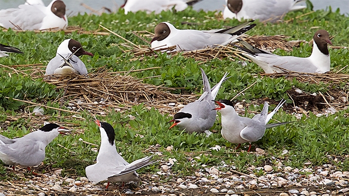 Gulls and terns found in UK wetlands