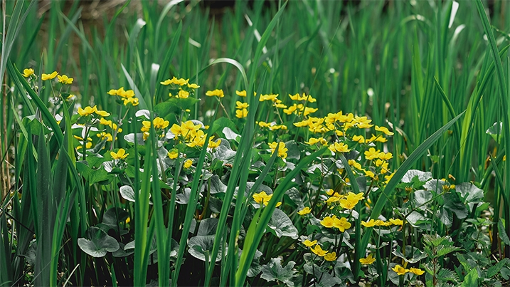 Plants found in UK wetlands