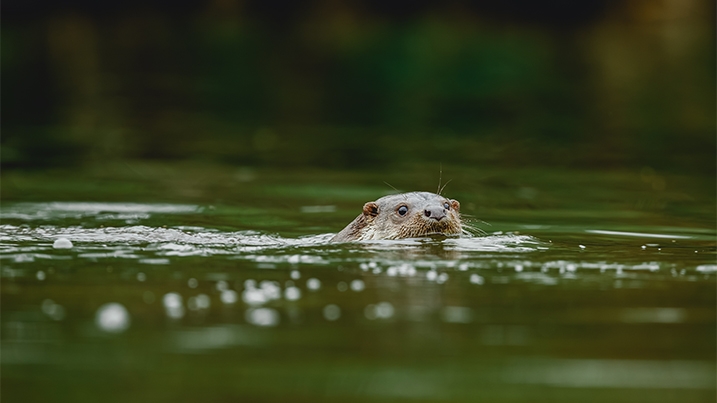A typical view of an otter at the water's surface