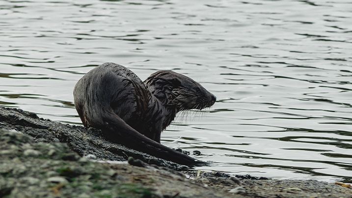 An otter cub on a rocky shoreline