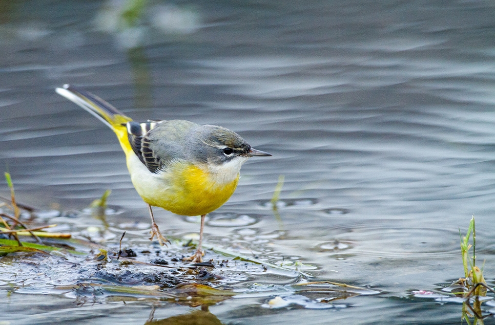 11 easy things you can do to improve your bird ID