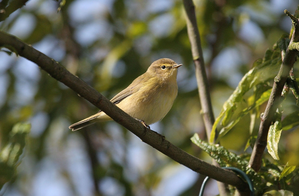 Wildlife Sightings 13/03/25