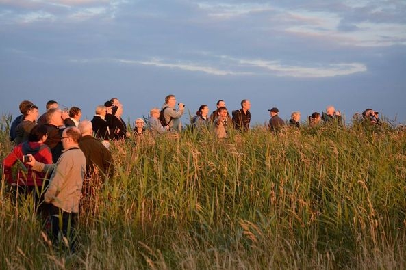 A group of people in a field with binoculars. They are looking into the distance to find Barn Owls.