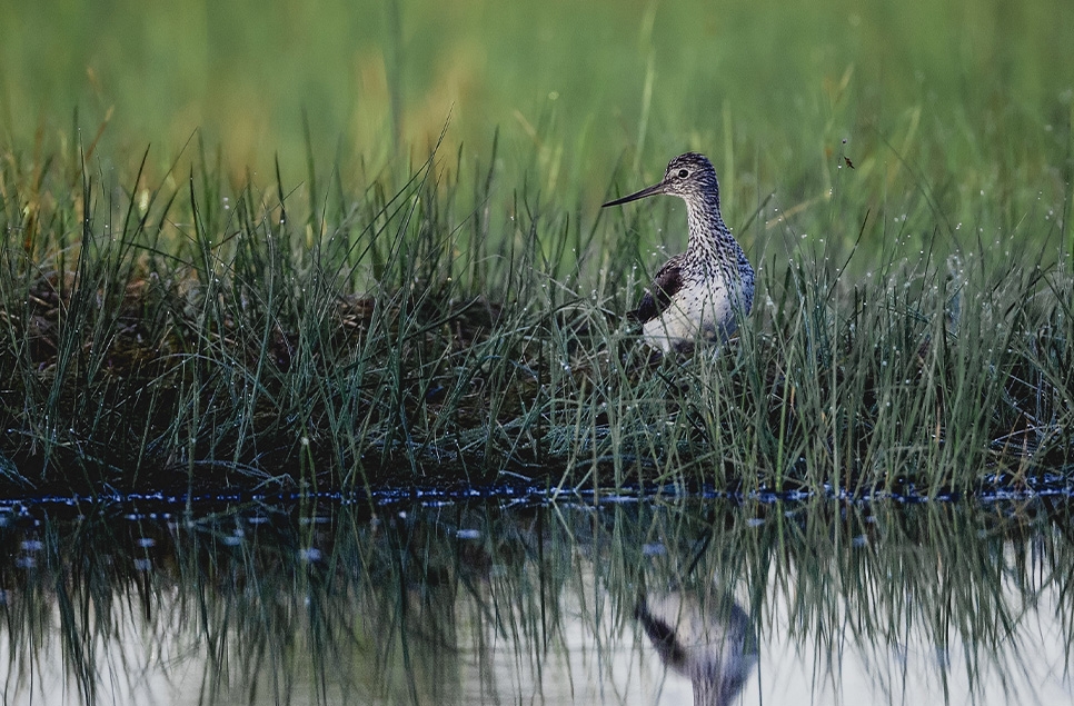 Top 5 migratory birds to look out for on our reserves