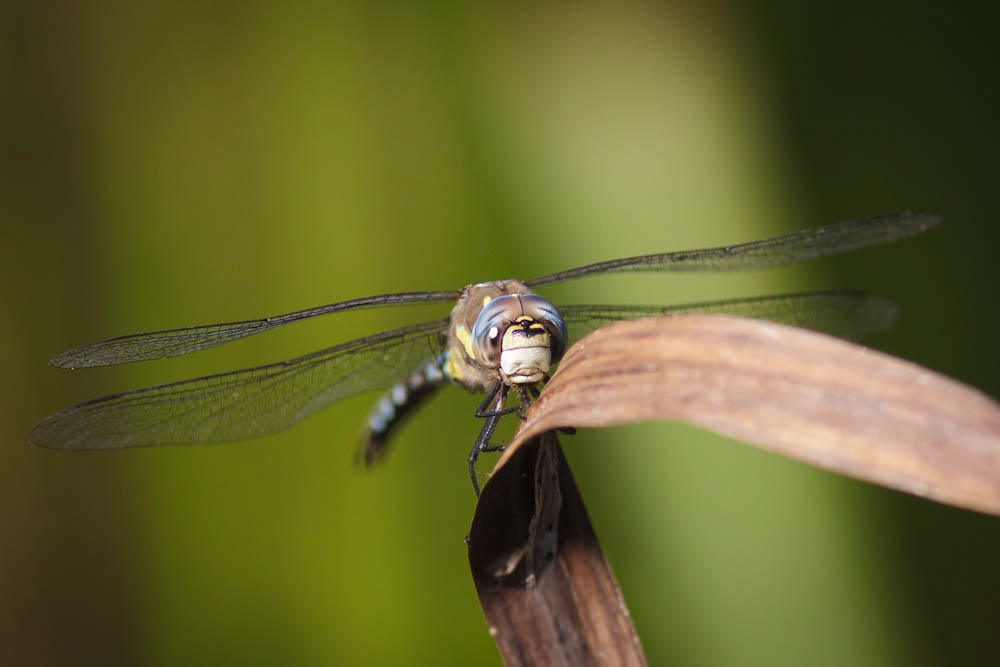 View: Dragonfly week