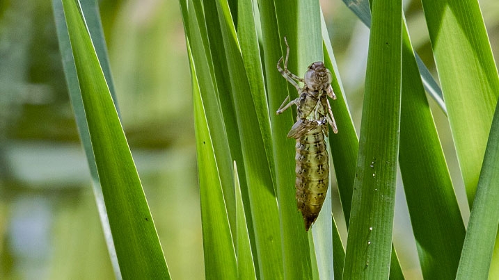 Dragonfly exuviae in pond plants