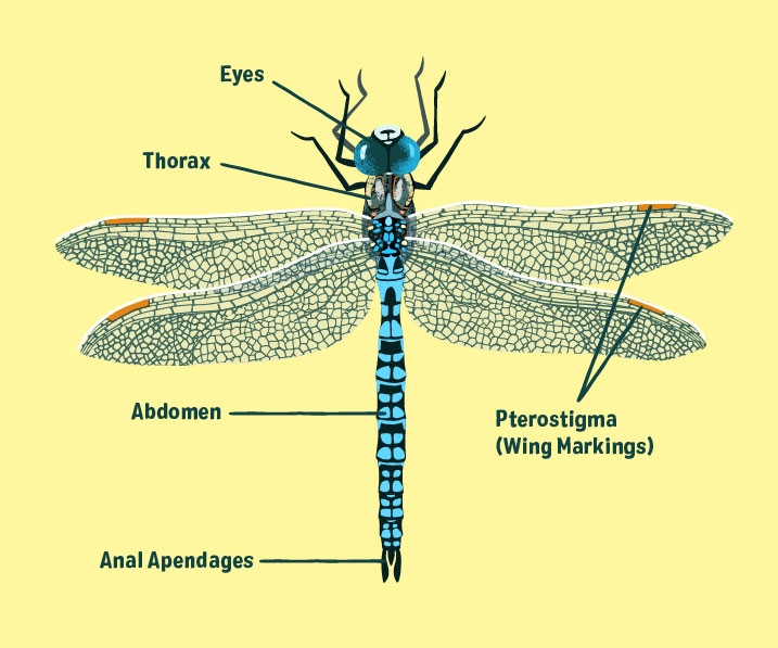 A guide to identifying the parts of a dragonfly
