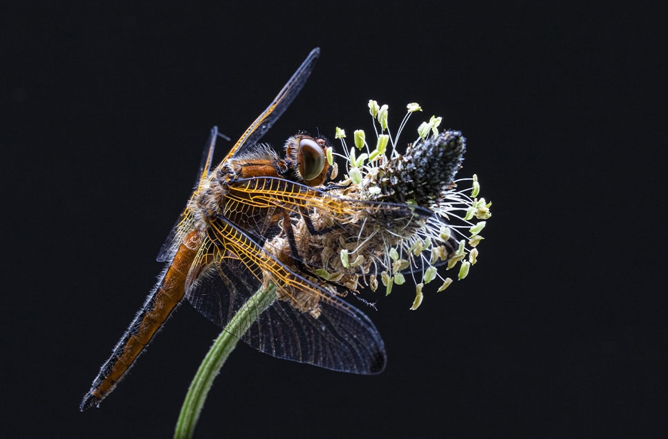 11 easy things you can do to improve your dragonfly ID