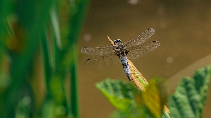 Male blue (scarce) chaser dragonfly in mid air