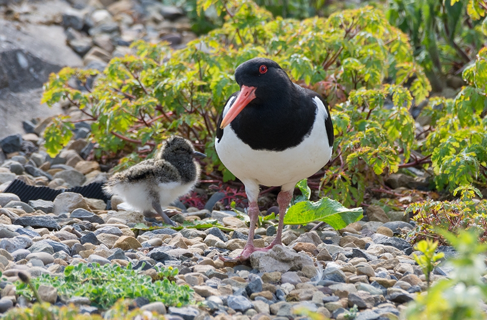 Oystercatcher and gull chicks