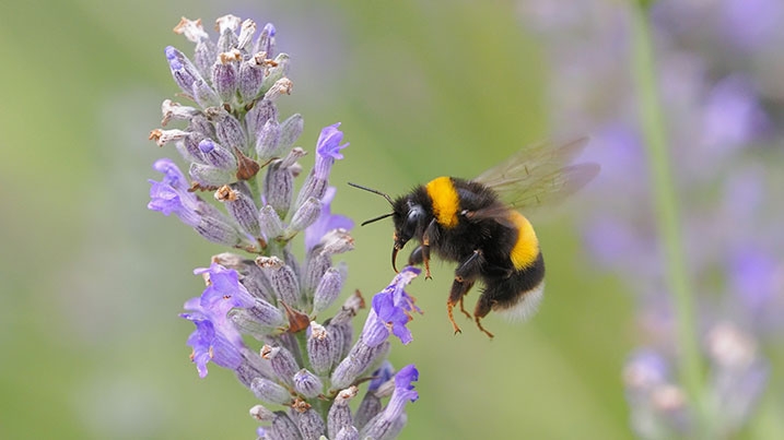 A buff-tailed bumblebee on a flower