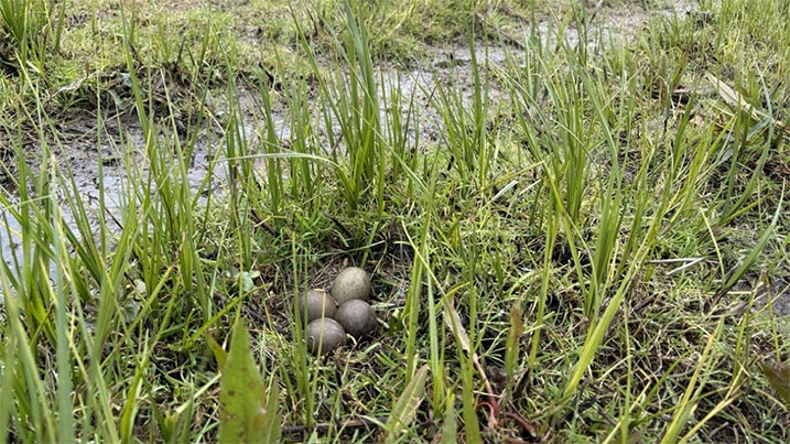 Black-tailed Godwit eggs on a nest in the Fens