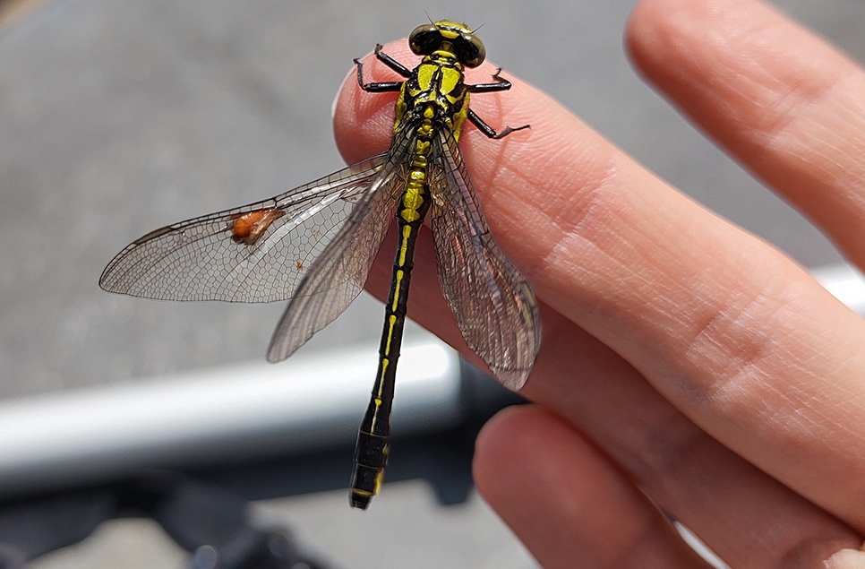 First-ever WWT Dragonfly Festival Coming to WWT Arundel