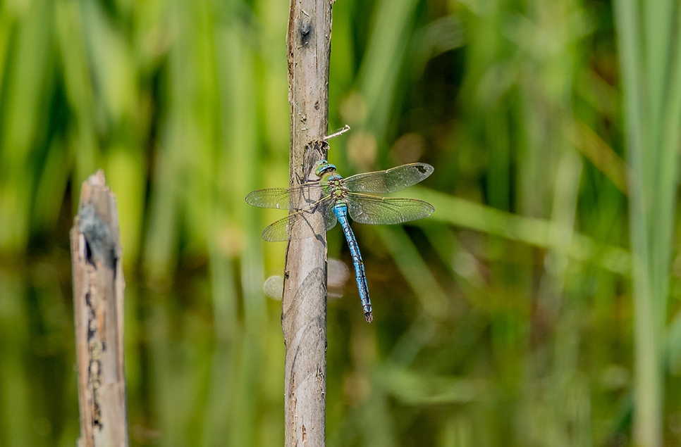 Dragonfly at the amphibian ponds