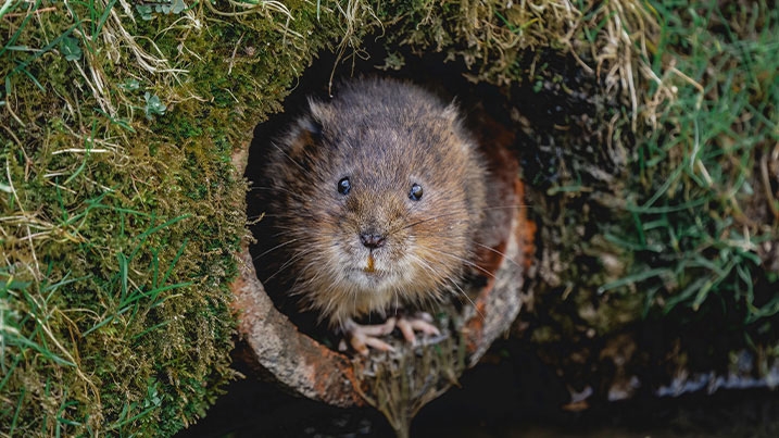 Water vole in a pipe on the edge of a body of water