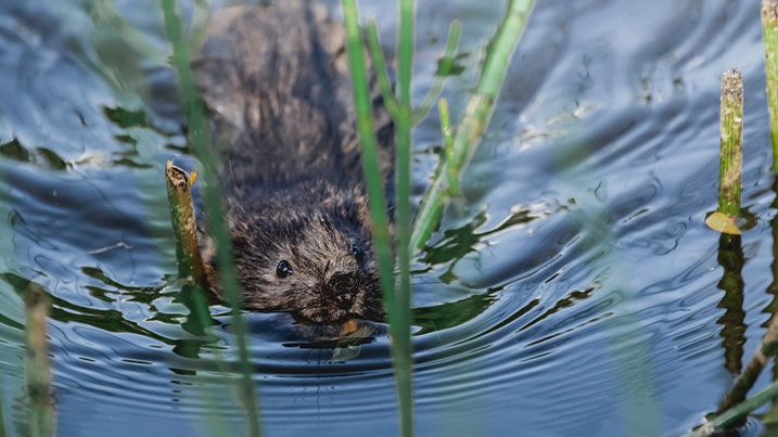 Water vole swimming in the shallows surrounded by water ripples