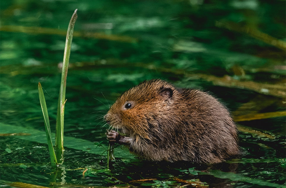 10 top tips to spot a water vole