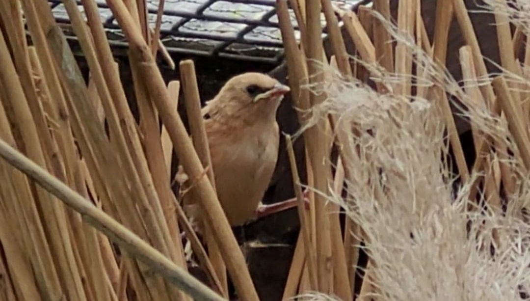Bearded reedling chick on reeds