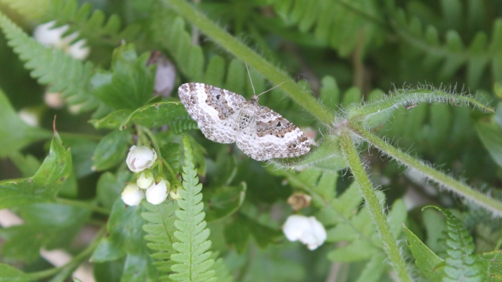 common carpet moth (2).JPG