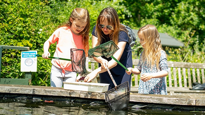 Family pond dipping with a tray and nets at WWT Arundel