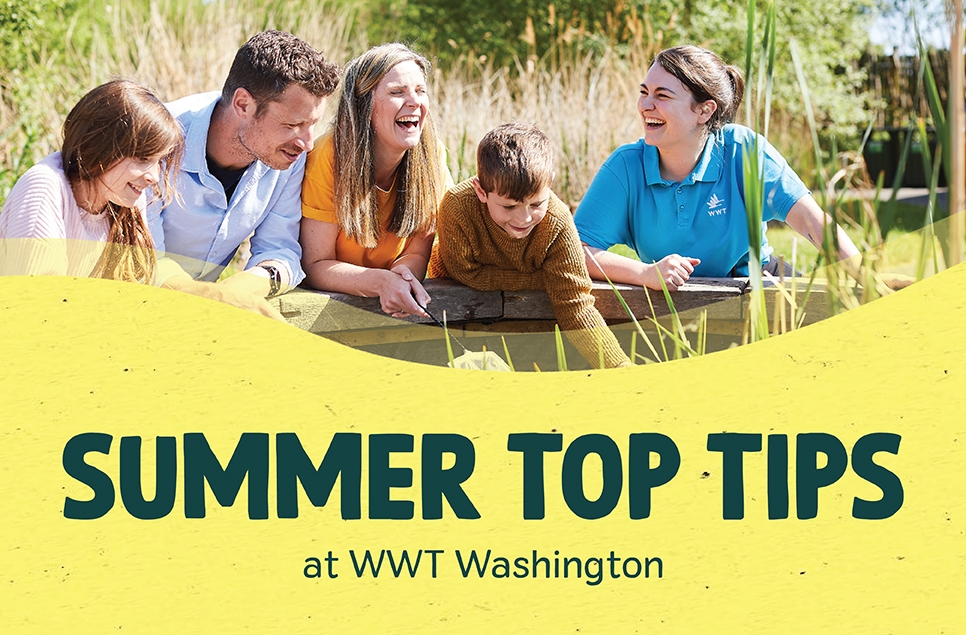 Enhance your summer visit with these top tips