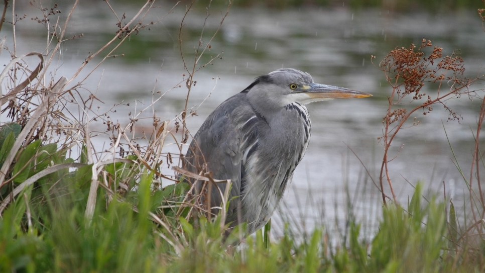 Wetland Word of the Week 22