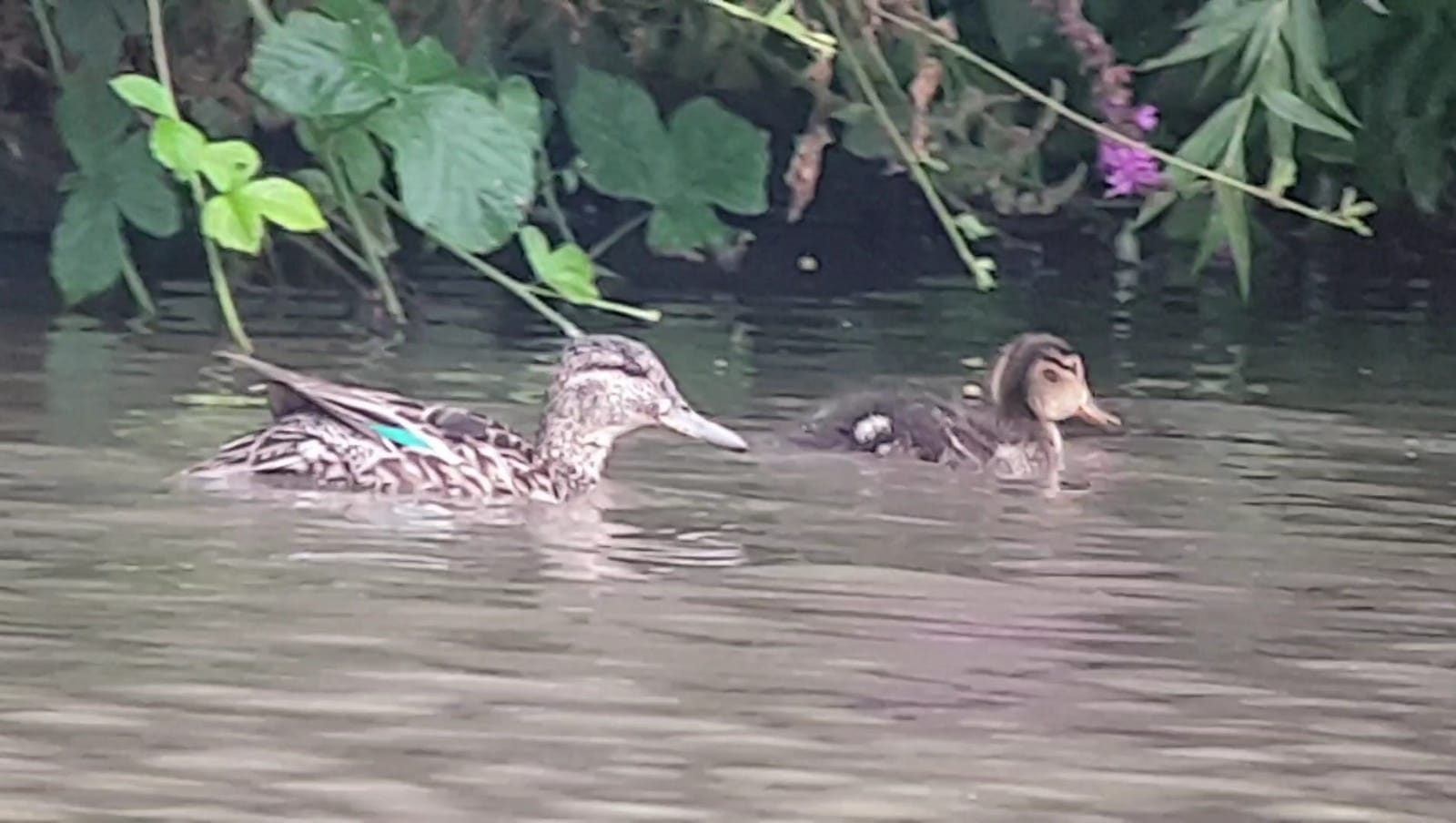 First breeding record for Teal on the reserve 