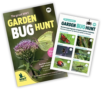 Bug spotter guides web 360x310px.jpg