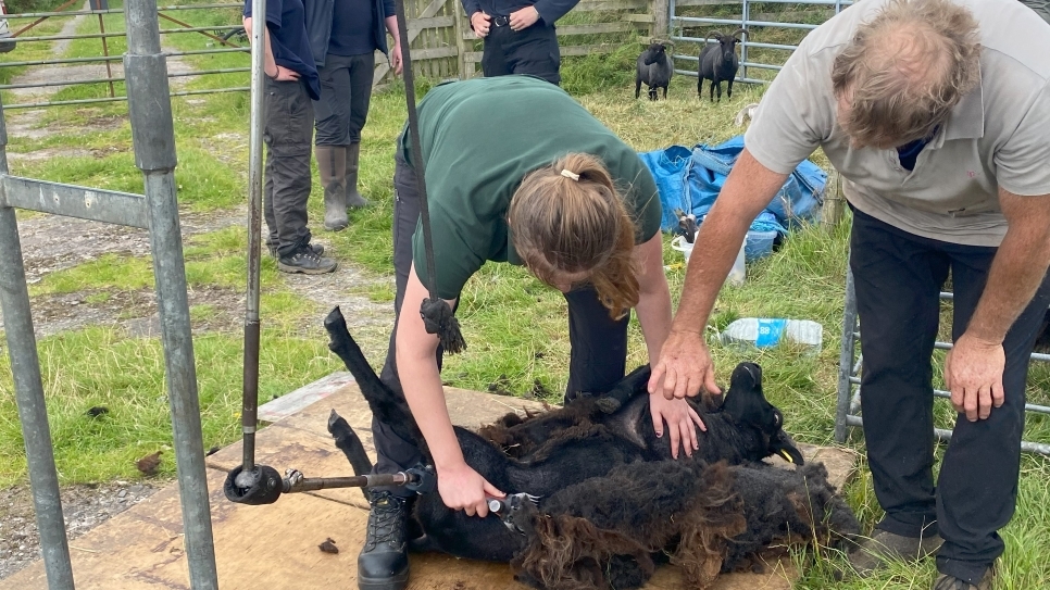 Shearing of the sheep