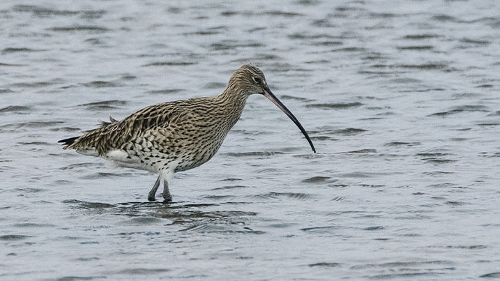 A side profile of a curlew walking through mud