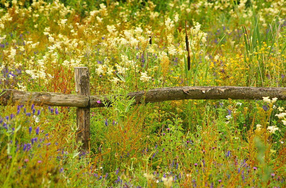 Amazing August wildflowers