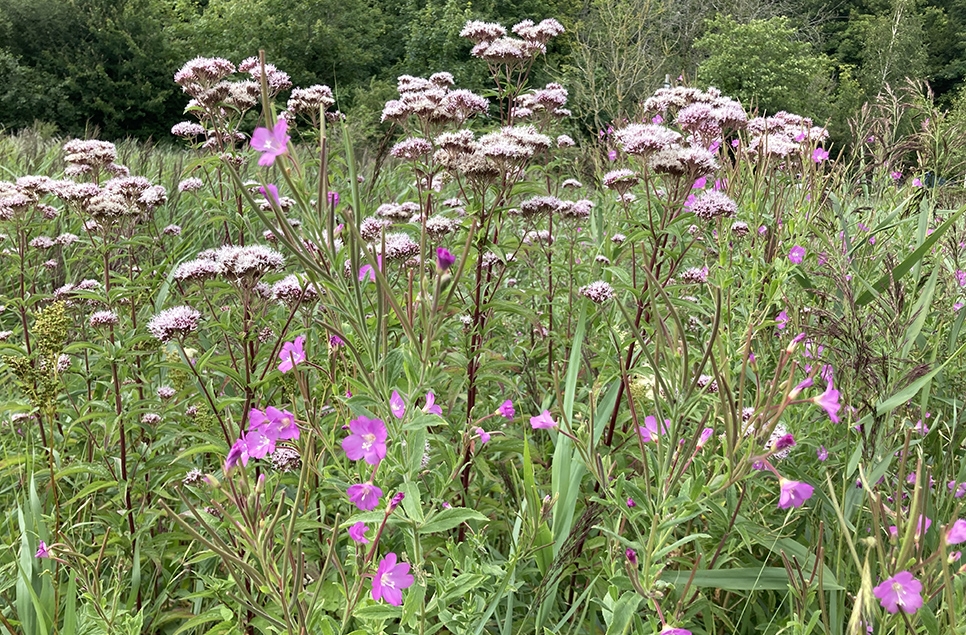 WILLOWHERB HEMP AGRIMONY.jpg