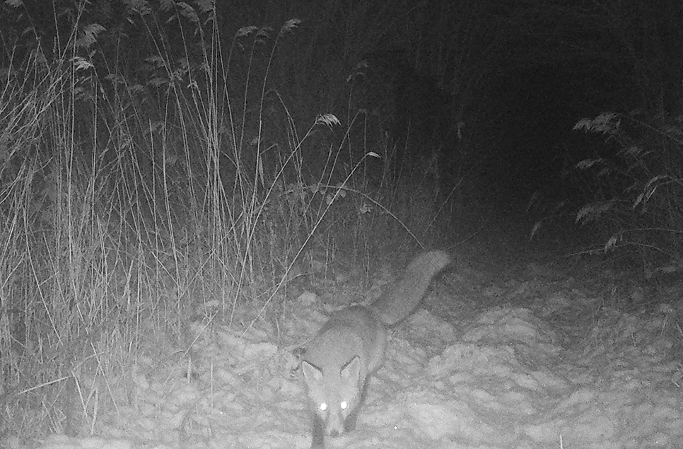 a fox in the snow caught on camera by reserve warden Kate