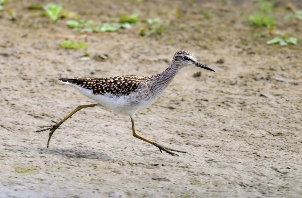 Recent Wildlife Sightings 3rd - 9th August