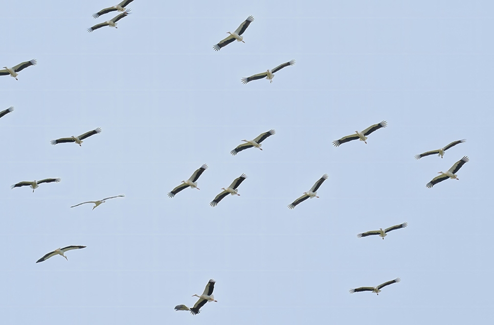 76 Storks fly over 