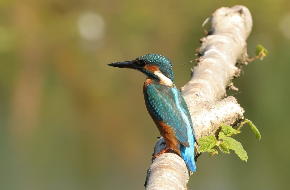 Recent Wildlife Sightings 10th - 18th August