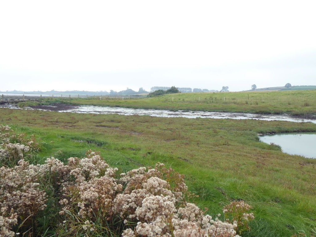 Coastal wetland at low tide revealing marsh and grass.