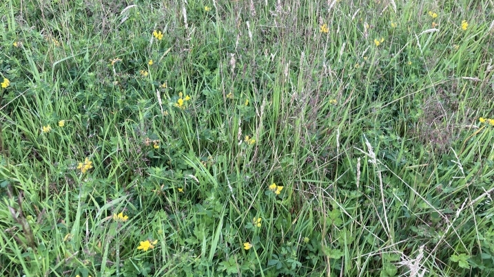 Good recovery with frequent patch of birdsfoot trefoil_ (2).jpg