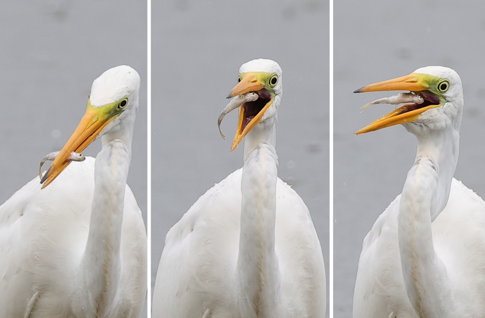 Great egret onsite this week