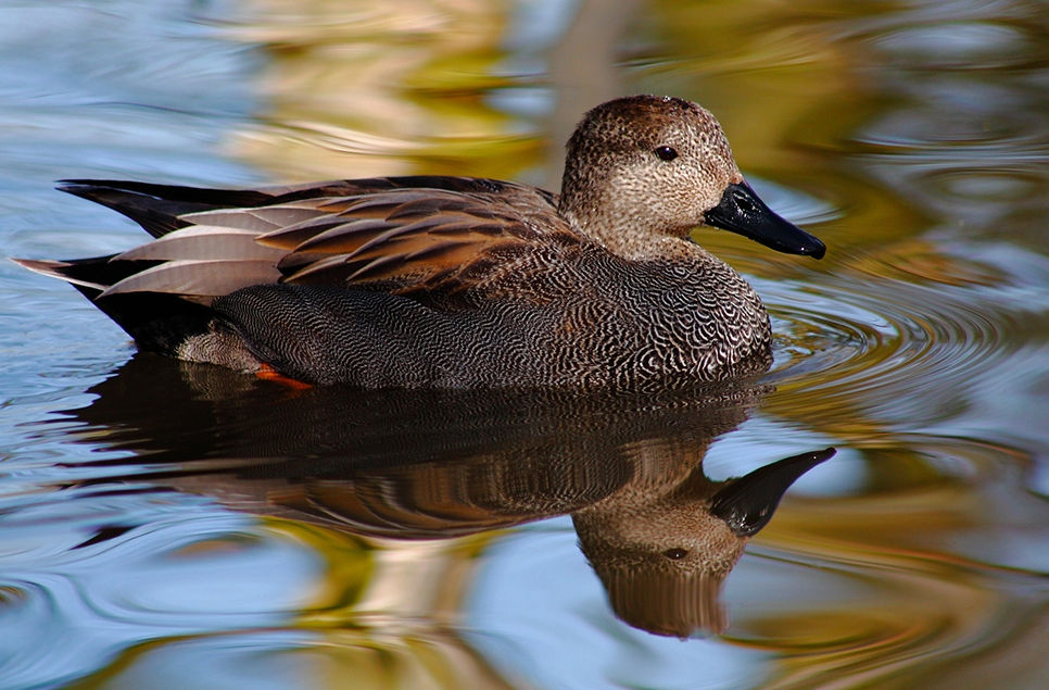 Gadwall and teal numbers up