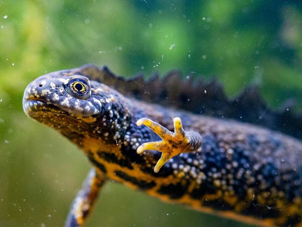 Explore the Super Natural This October Half Term