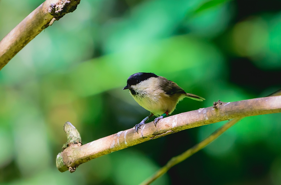 willow tit image by Mark Whitelock