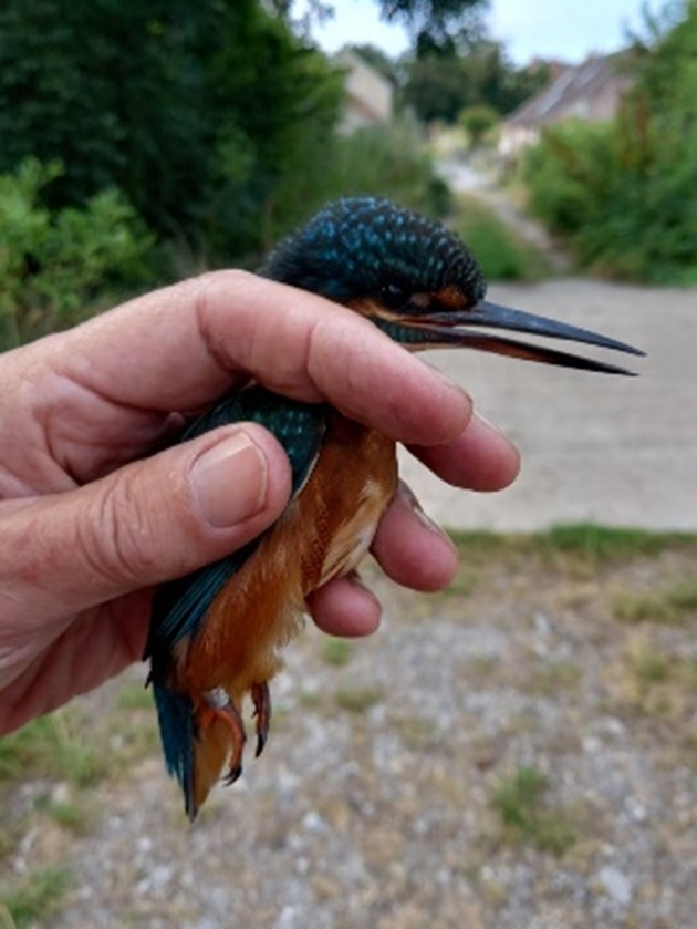 Bird ringing kingfisher.jpg