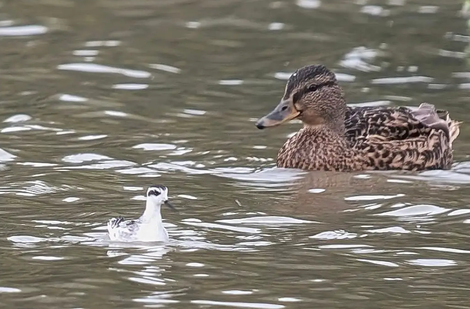 Recent Wildlife Sightings 19th August - 6th September