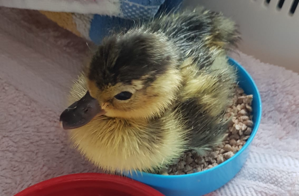 Duckling in food bowl 966x635 AR.jpg