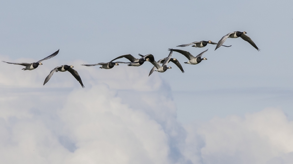 Autumn sounds like geese