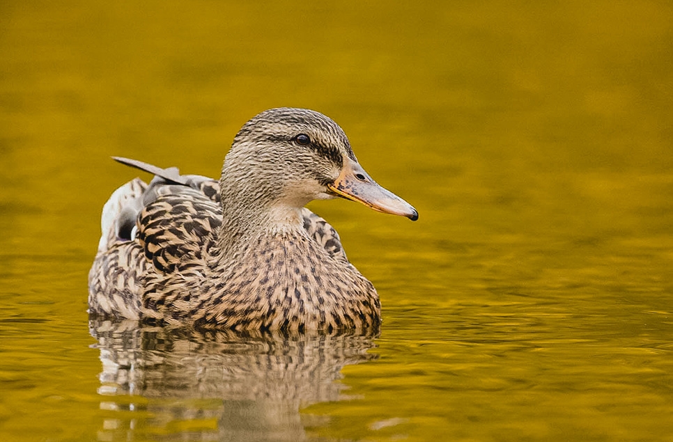 Ducks still regularly shot with lead despite ban