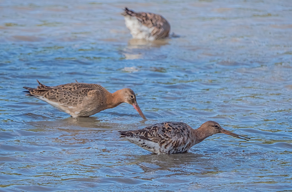 Black-tailed godwit - Aug 24 - Ian H (6) 966x635.jpg