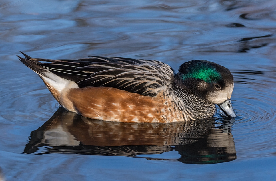 Chiloe wigeon - Ian H Jan 19 (4) 966x635.jpg