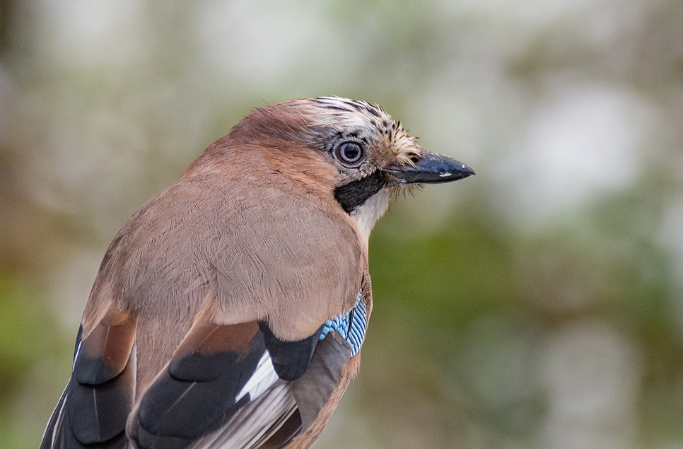 Photographing wetland wildlife in autumn